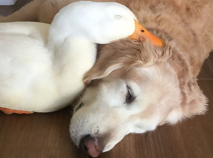 This Surprising Dog And Duck Friendship Shows That Animals Pick Friends Not  By Their Looks | Bored Panda