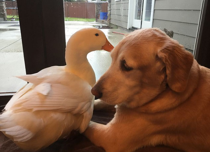 This Surprising Dog And Duck Friendship Shows That Animals Pick Friends Not  By Their Looks | Bored Panda