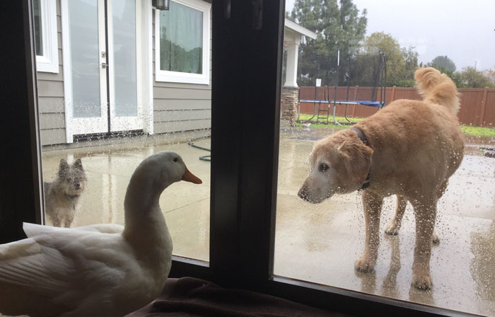 Esta sorprendente amistad entre un perro y un pato demuestra que a los animales no les importa el aspecto