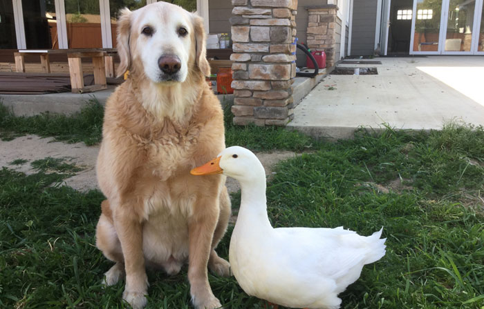 This Surprising Dog And Duck Friendship Shows That Animals Pick Friends Not By Their Looks