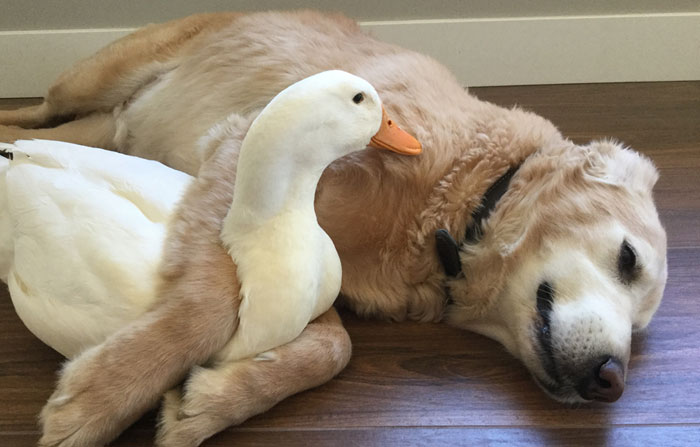 This Surprising Dog And Duck Friendship Shows That Animals Pick Friends Not By Their Looks | Bored Panda