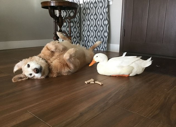 animal-friends-dog-barclay-pekin-duck-rudy-7