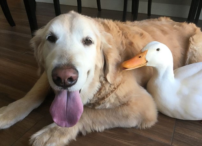Esta sorprendente amistad entre un perro y un pato demuestra que a los animales no les importa el aspecto