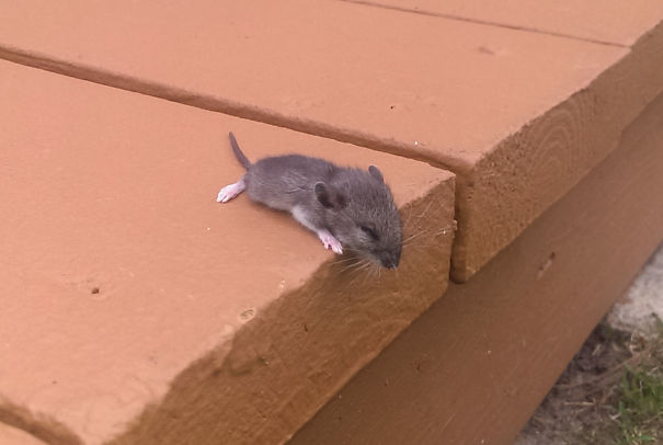 Found This Little Guy Taking A Nap On My Deck
