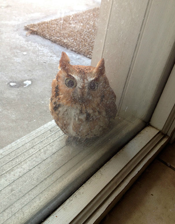 My Brother Said He Heard A Boop Against The Window. Found This Little Guy