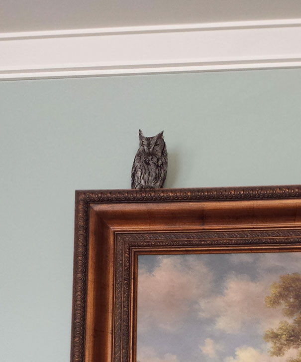 Just Found This Guy At My Friend's Super Bowl Party. They Don't Own An Owl