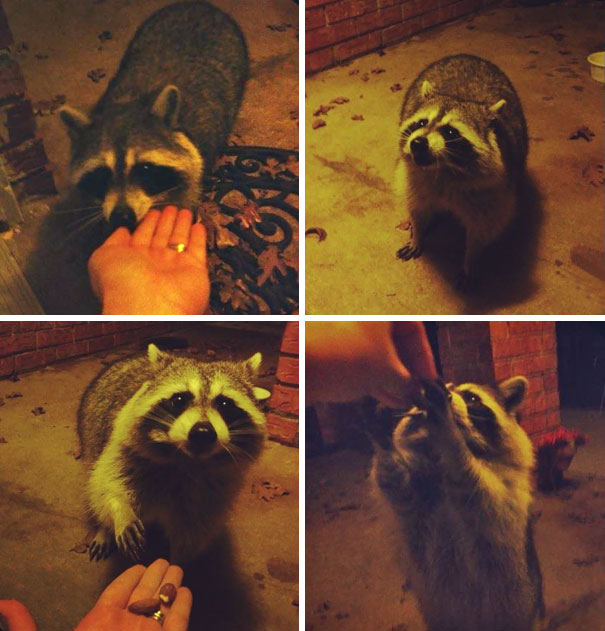 My Friend From College Raised A Raccoon. 5 Years After She Let Him Go Into The Wild, He Still Comes To Visit. Meet Bandit!