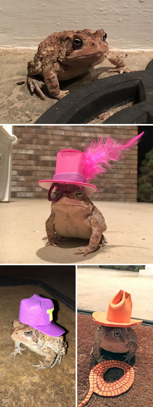 This Toad Kept Coming To My Porch, So I Started Making Him Tiny Hats