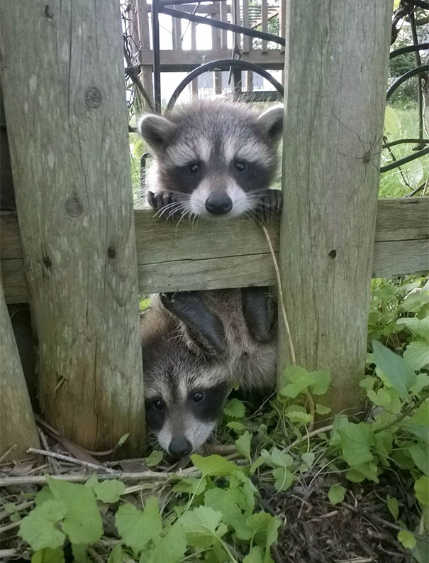 I Just Moved In And Some Neighbors Came By To Say Hi