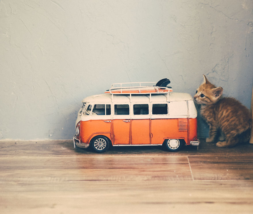 Rescue Kitten Gets A California Dreaming Photoshoot