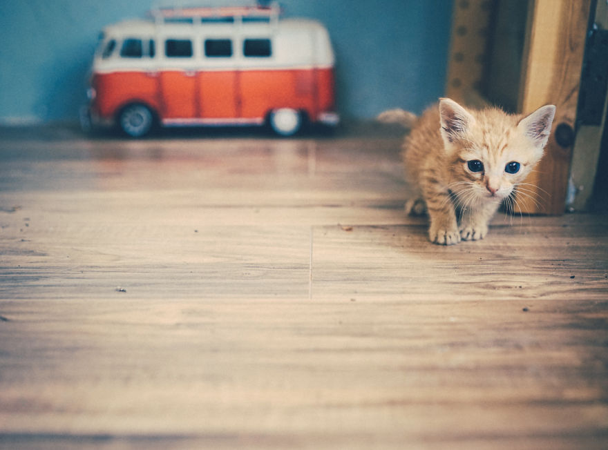 Rescue Kitten Gets A California Dreaming Photoshoot