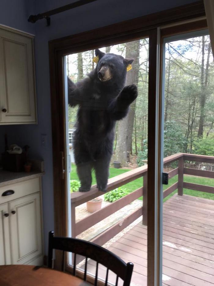 Bear Smells Brownies, Tries To Get Inside | Bored Panda