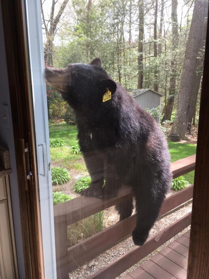 bear-smells-brownies-wants-get-inside-house-3