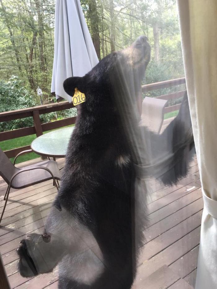 bear-smells-brownies-wants-get-inside-house-4