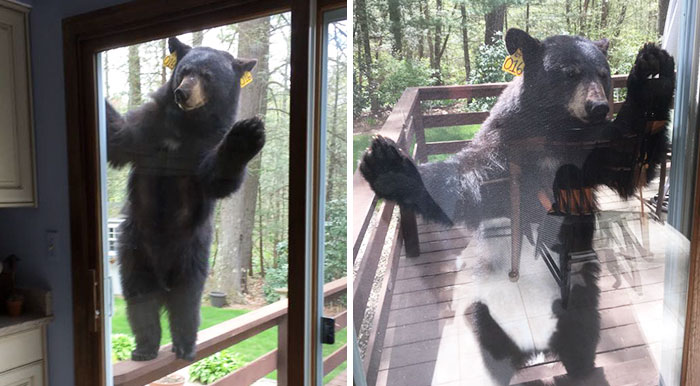 Bear Smells Brownies, Tries To Get Inside