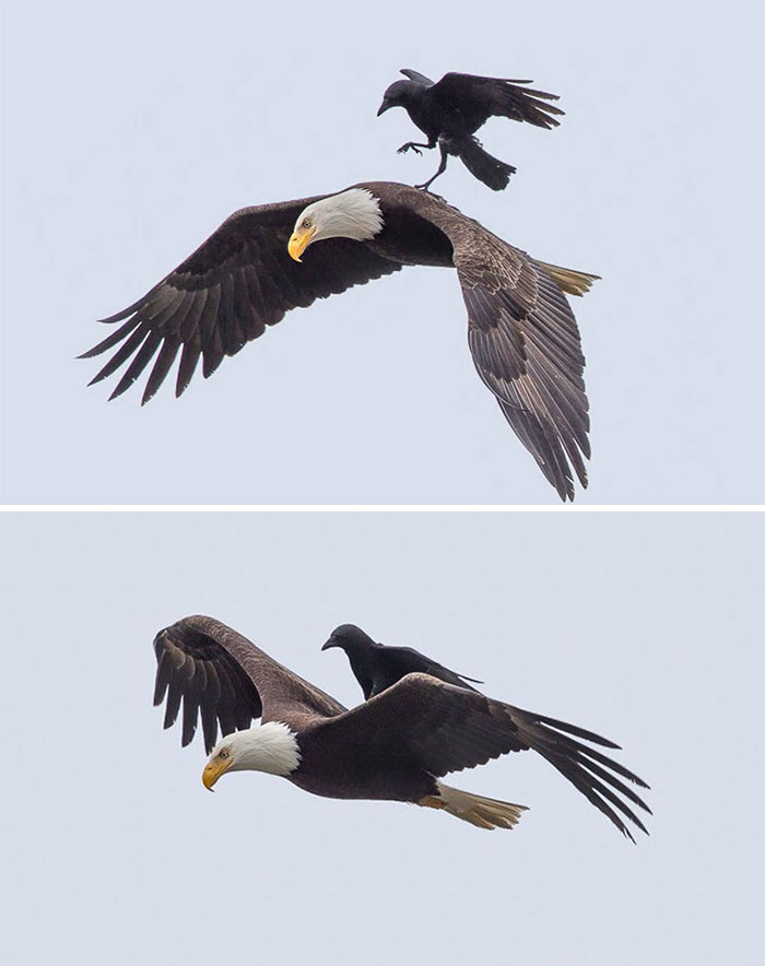 Cuervo montando un águila calva