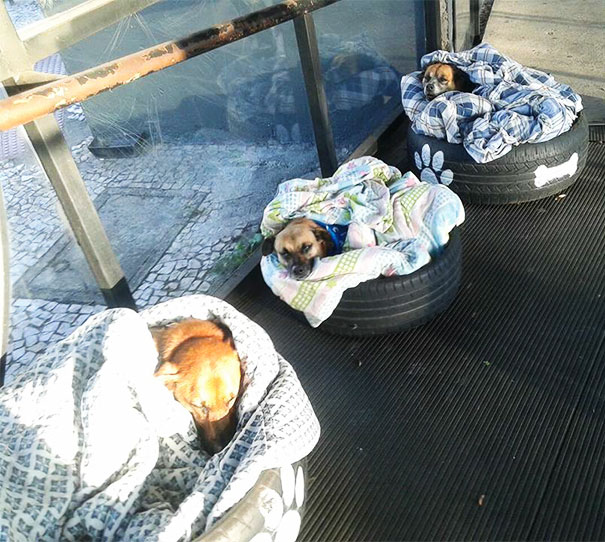 Bus Station Comes Up With A Brilliant Solution To Help Stray Dogs Escape The Cold