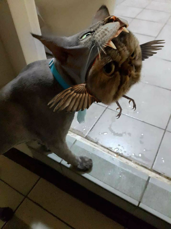 cat-hairdresser-fail-jin-jin-11