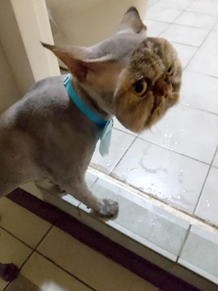 Esta dueña quedó sorprendida tras recoger a su gato de la peluquería