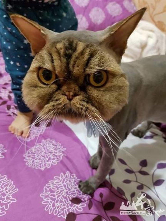 Esta dueña quedó sorprendida tras recoger a su gato de la peluquería