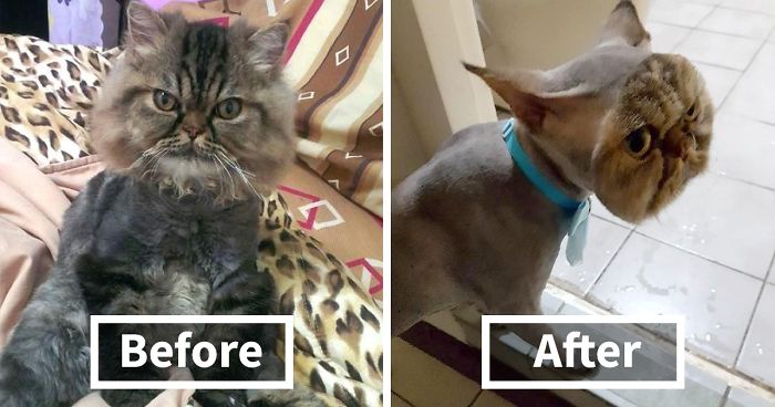 Owner Surprised After Taking Her Cat To A Groomer