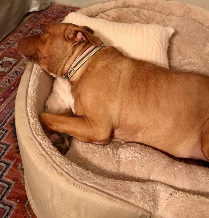 chained-rescue-pit-bull-enjoys-comfortable-beds-lola12