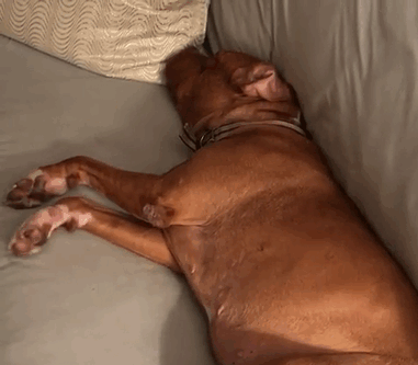 chained-rescue-pit-bull-enjoys-comfortable-beds-lola26