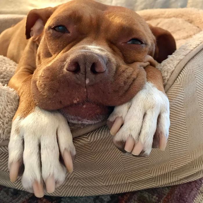 chained-rescue-pit-bull-enjoys-comfortable-beds-lola4