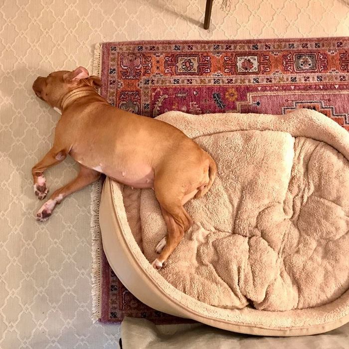 chained-rescue-pit-bull-enjoys-comfortable-beds-lola7
