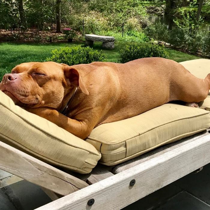 chained-rescue-pit-bull-enjoys-comfortable-beds-lola8