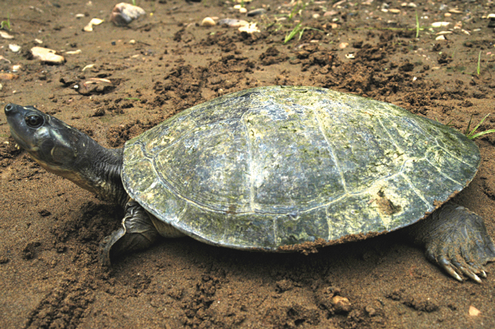 Magdalena River Turtle