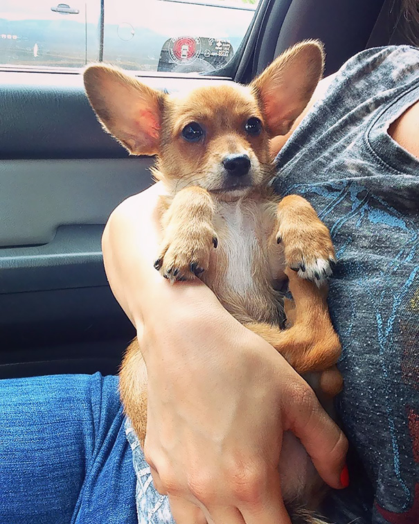 Corgi + Chihuahua