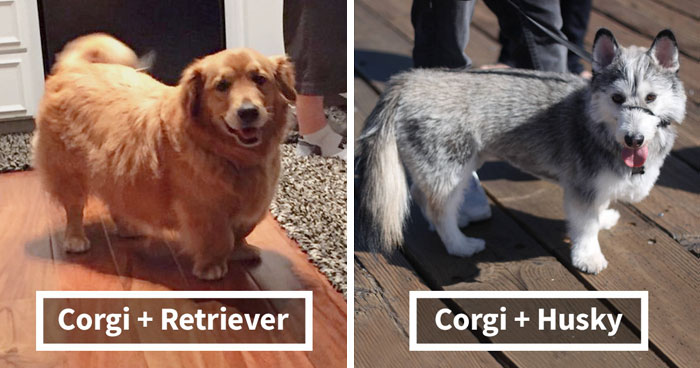 40 Times Corgis Mixed With Other Breeds, And The Result Was Absolutely Pawsome