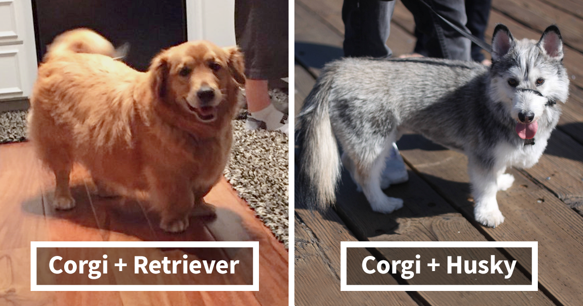 corgi bloodhound mix