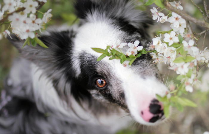 My Dog Has A Babyface, And That Is Too Cute!