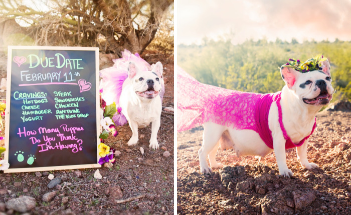 We Created Adorable Maternity And Newborn Photoshoot With Holly The French Bulldog