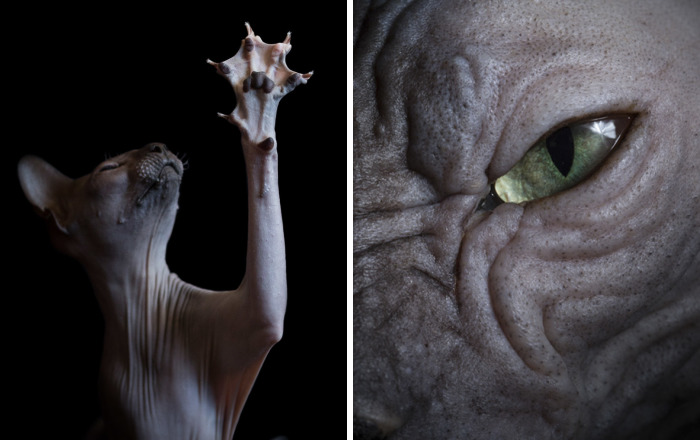 43 Hairless Cat Photos That Will Remind You Of Aliens