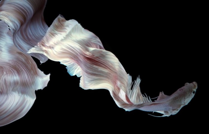 Art Of The Siamese Fighting Fish