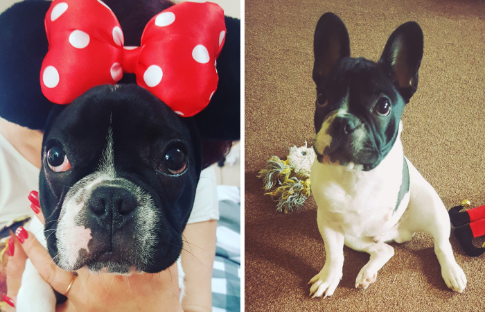 Tyson The Hero With Three Legs