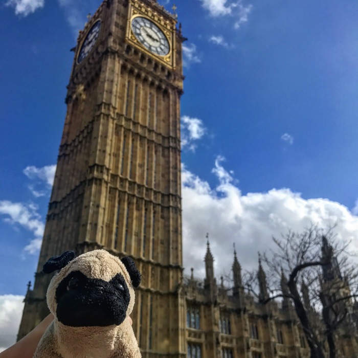 Meet Mr. Pug, The Traveling Toy Dog Exploring The World
