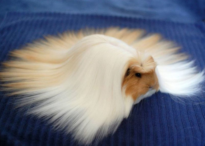 53 Guinea Pigs With The Most Majestic Hair