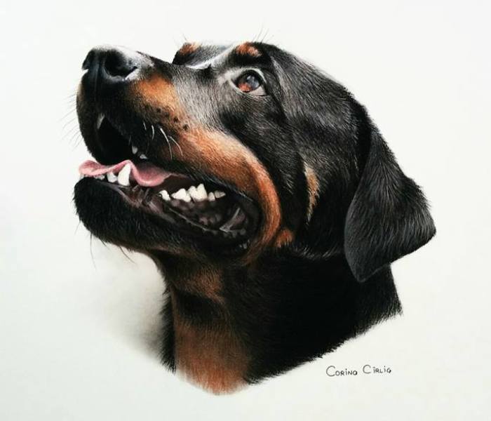Almost Ten Hours Of Work, Et Voilà! The Rottweiler’s Portrait Is Ready!