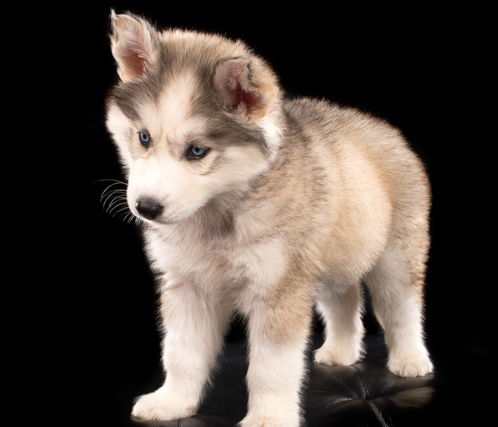 It Was Love At First Site