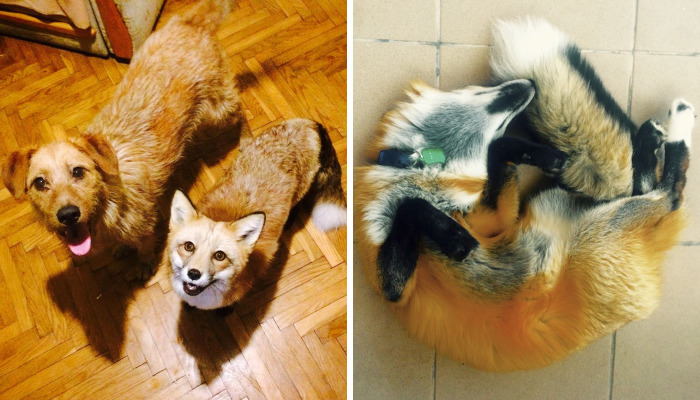 After Saving A Fox From A Fur Farm, We Decided To Get Him A Friend So He Wouldn’t Feel Lonely