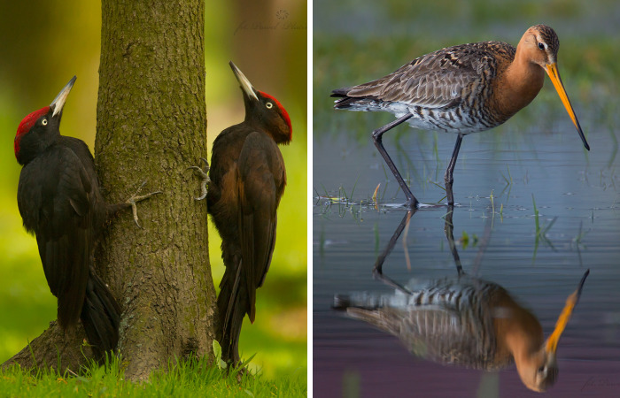 I Photograph Polish Birds