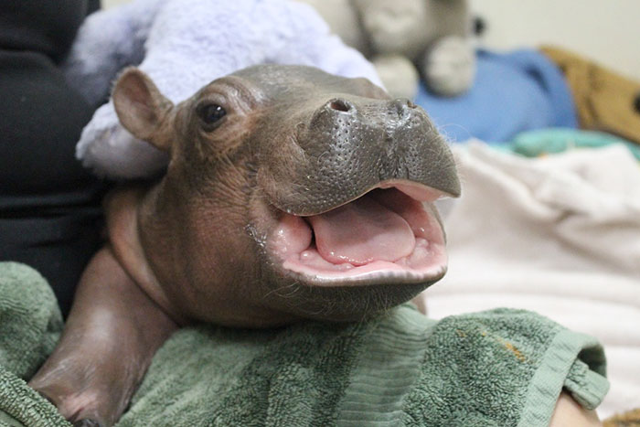 Fiona - The Baby Hippo At The Cincinnati Zoo