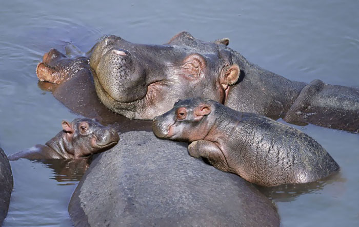53 Baby Hippos That Will Make Everything Better | Bored Panda