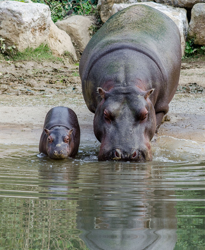 Baby Hippo