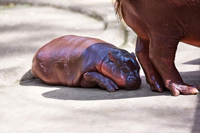 Pygmy Hippopotamus Baby