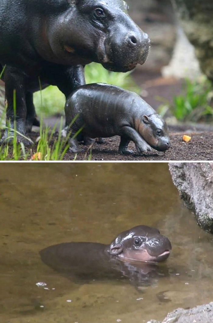 Cute Baby Hippos